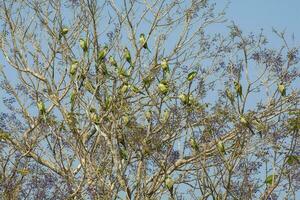 Parakeet,feeding on wild fruits, La Pampa, Patagonia, Argentina photo