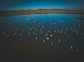 Flamingos in Patagonia, Aerial view,Argentina photo