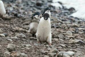 adelie pingüino, antartica foto