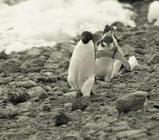 adelie pingüino, antartica foto