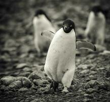 adelie pingüino, antartica foto