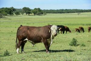 Bull moaning in Argentine countryside, La Pampa, Argentina photo