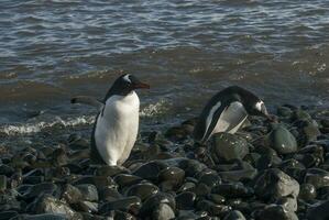gentoo pingüino, antartica foto