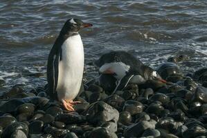 Gentoo Penguin, Antartica photo