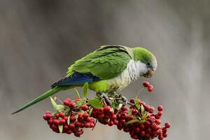 Parakeet,feeding on wild fruits, La Pampa, Patagonia, Argentina photo