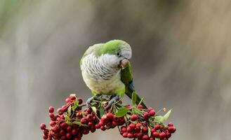 Parakeet,feeding on wild fruits, La Pampa, Patagonia, Argentina photo