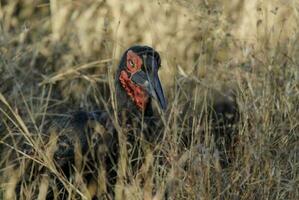 Southern ground hornbill,Bucorvus leadbeateri, Kruger National Park,South Africa photo