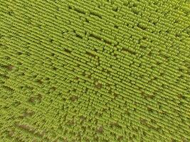 Sunflower cultivation, Aerial view, in pampas region, Argentina photo