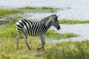 Herd of zebras in the African savannah photo