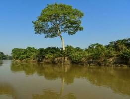 pantanal bosque ecosistema, mato asqueroso, Brasil foto