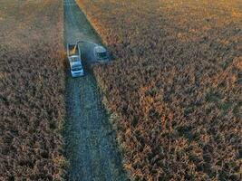 Sorghum harvest, in La Pampa, Argentina photo