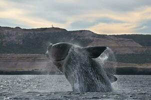 ballena Patagonia argentina foto