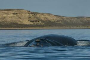 Whale Patagonia Argentina photo