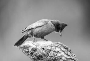 Brown cacholote , Patagonia , Argentina photo