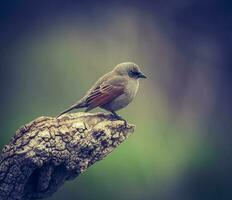 Bay winged Cowbird photo