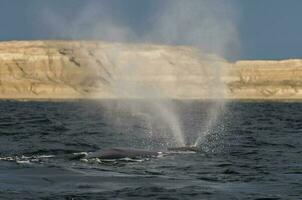 Whale Patagonia Argentina photo