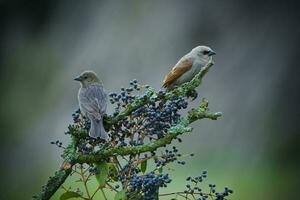 Bay winged Cowbird photo