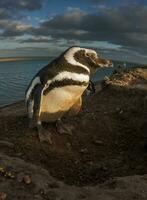 magallánico pingüino, caleta valdez, península Valdés, chubut provincia, Patagonia argentina foto