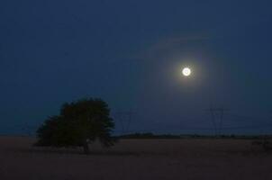 Pampas tree landscape, La Pampa province, Patagonia, Argentina. photo