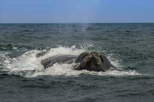 Whale Patagonia Argentina photo