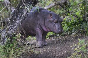 African Hippopotamus,  in forest environment. Kruger National Park, South Africa photo