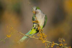 Parakeet perched on a bush with red berries , La Pampa, Patagonia, Argentina photo