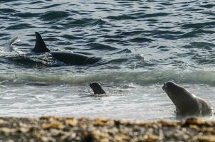 asesino ballena caza mar leones en el paragoniano costa, Patagonia, argentina foto