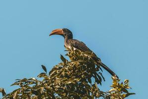 Southern yellow billed hornbill photo