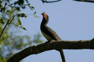 Southern yellow billed hornbill photo