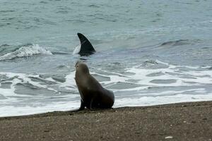 orcas caza mar leones, Patagonia , argentina foto