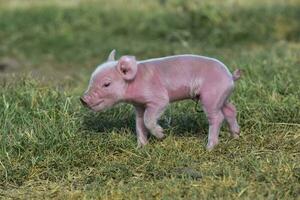 cerdito recién nacido bebé, en granja paisaje. foto