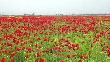 überfüllt dicht rot Mohn Blumen Blumenzucht Feld video