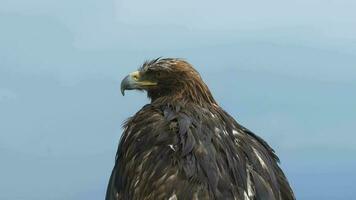 golden Adlers Gefieder habe nass im das Regen video