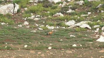 wild bergeend in grond land- video