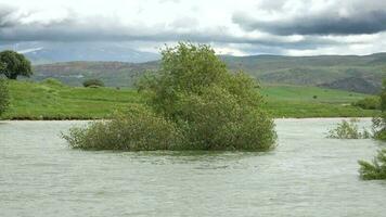 arboles en inundar con creciente agua nivel video