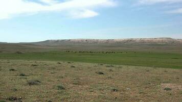 Herd of Cows Grazing on Plain Next to Flat Mesa Mountain Topography video