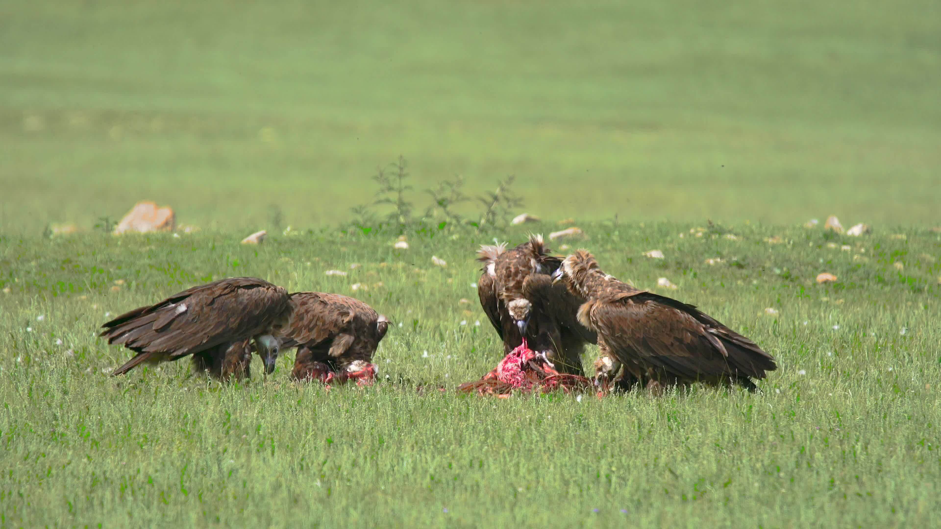 wild-vulture-herd-eating-a-dead-animal-carcass-26198033-stock-video-at