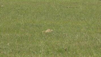 grond eekhoorn in grasland video