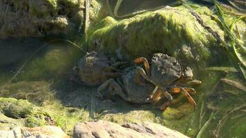Crabs on Mossy Rock at the Water's Edge video