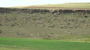 troupeau de mouton pâturage sur plaine suivant à plat mesa Montagne topographie video