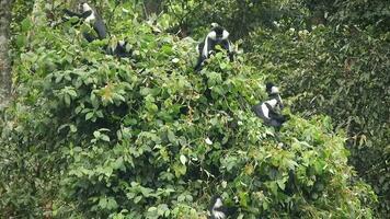 nero bianca colobo scimmia e colobi scimmie a naturale ambiente su foresta pluviale alberi nel Africa video