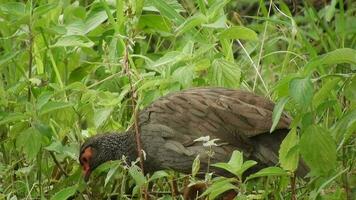 een wild roodhals dwergfazant vogel in de weide in Afrika video