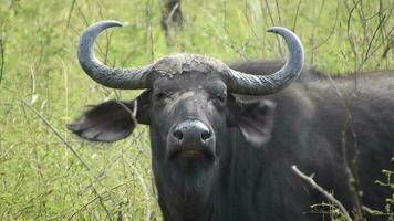 real salvaje africano búfalo en África sabana video