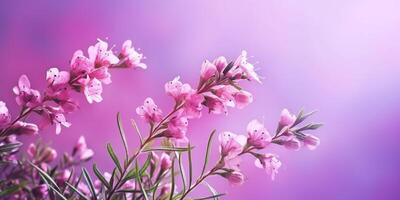 Beauty willowherb flower, garden decoration, copy space blurred background, AI Generated photo