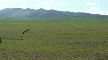 Statue Menhirs Balbals in the Central Asian Steppes video