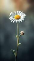 Daisy flower copy space blurred background. AI Generated photo