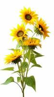 Sun flower helianthus copy space blurred background. AI Generated photo