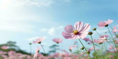 Cosmos flower meadow copy space  background. AI Generated photo