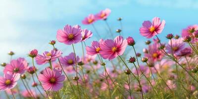 Cosmos flower meadow copy space  background. AI Generated photo