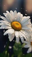 Daisy macro photo wallpaper background. AI Generated,